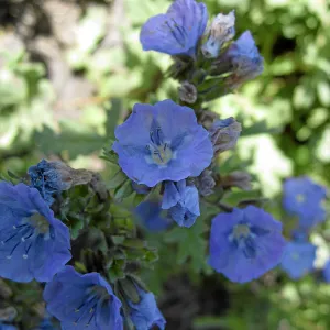 Phacelia, Soda Lake Road, south end of Carrizo Plain