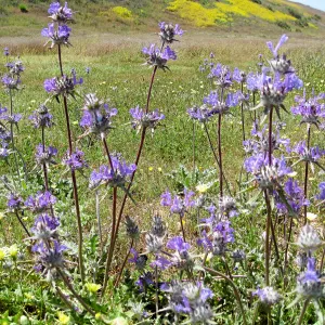 Near jct of Soda Lake and road to Padrones Spring. Thistle Sage