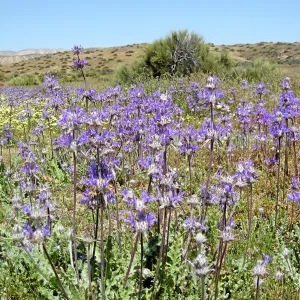 Near jct of Soda Lake and road to Padrones Spring. Thistle Sage