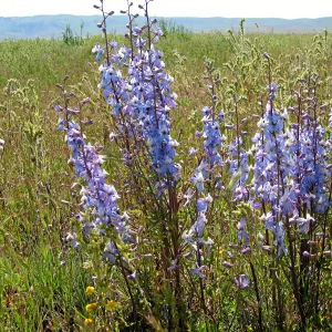 Delphinium, Carrizo Plain