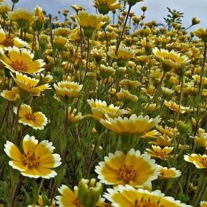 Tidy Tips, second place winner, Celebrate Wildflowers category, SBBG Photo Contest 2012
