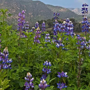 Lupine in bloom with mountains behind, National Public Gardens Day, tour at SBBG