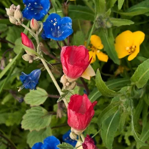 wildflower medley, National Public Gardens Day, tour at SBBG