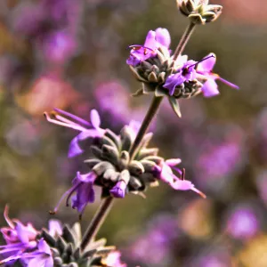 SBBG Wildflowers 2012, ©DeniseDewirePhotography Sage
