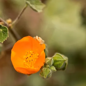 SBBG Wildflowers 2012, ©DeniseDewirePhotography