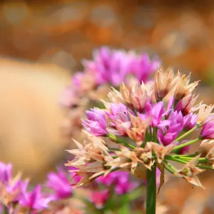 SBBG Wildflowers 2012, Â©DeniseDewirePhotography