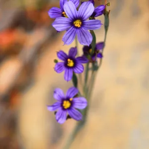 SBBG Wildflowers 2012, Â©DeniseDewirePhotography