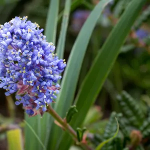 SBBG wildflowers 2012, Â©Denise Dewire (California Lilac)