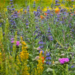 SBBG wildflowers 2012, Â©Denise Dewire