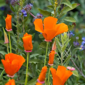 SBBG wildflowers 2012, Â©enise Dewire Sage California Poppy