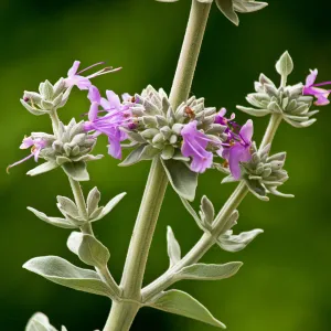 SBBG wildflowers 2012, Â©Denise Dewire Sage