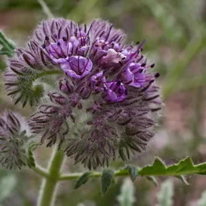 SBBG wildflowers 2012, Â©Denise Dewire