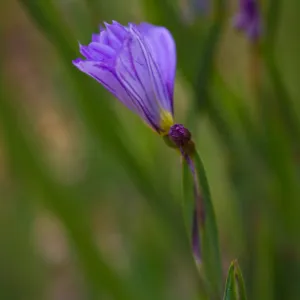 SBBG wildflowers 2012, Â©Denise Dewire