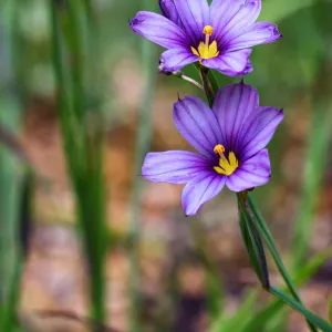 SBBG wildflowers 2012, Â©Denise Dewire