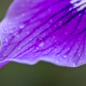 SBBG Wildflowers, Â©DeniseDewirePhotography