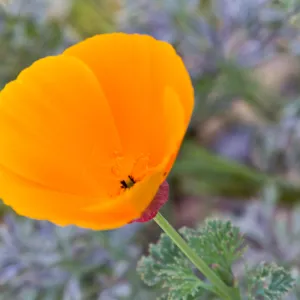 SBBG Wildflowers, Â©DeniseDewirePhotography
