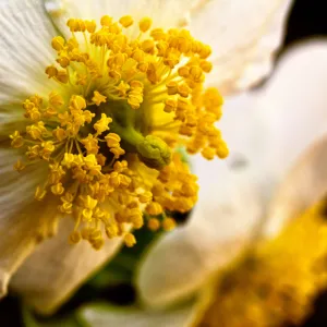 SBBG Wildflowers, Â©DeniseDewirePhotography