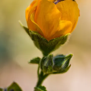 SBBG Wildflowers, Â©DeniseDewirePhotography