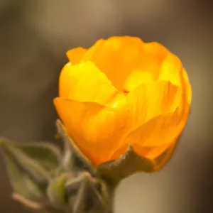 SBBG Wildflowers, Â©DeniseDewirePhotography