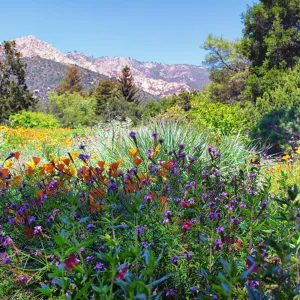 SBBG Wildflowers, Â©DeniseDewirePhotography