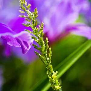 SBBG Wildflowers, Â©DeniseDewirePhotography