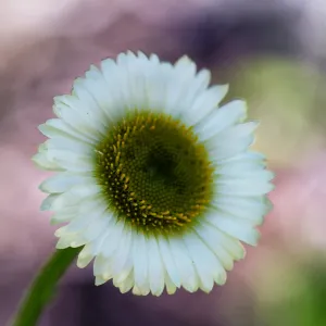 SBBG Wildflowers, Â©DeniseDewirePhotography