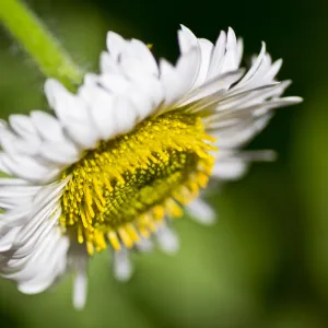 SBBG Wildflowers, Â©DeniseDewirePhotography