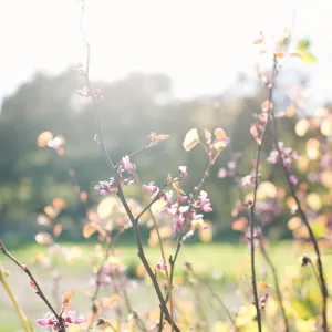 SBBG Spring 2012, Â©ZstheDayPhotography