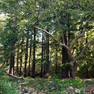 SBBG Spring 2012, Â©ZstheDayPhotography (Coast Redwood)
