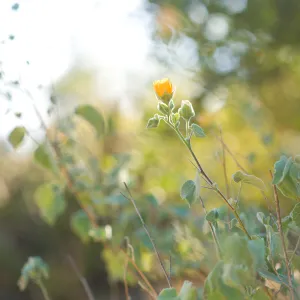 SBBG Spring 2012, Â©ZstheDayPhotography