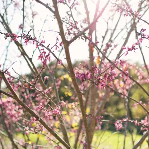 SBBG Spring 2012, Â©ZstheDayPhotography