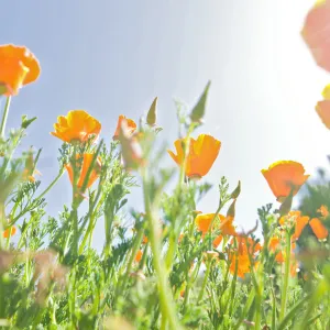 SBBG Spring 2012, Â©ZstheDayPhotography
