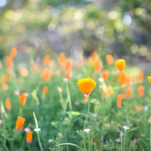 SBBG Spring 2012, Â©ZstheDayPhotography