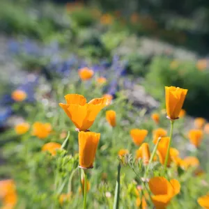 SBBG Spring 2012, Â©ZstheDayPhotography