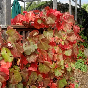 Vitis 'Rogers Red' on courtyard terrace