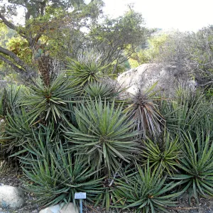 Fallen Mojave yucca (Yucca schidigera) before clean-up