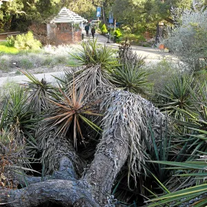 Fallen Mojave yucca (Yucca schidigera) before clean-up