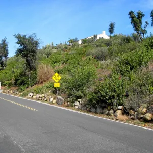 Vegetation regrowth along Mission Canyon Road