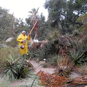 Fallen Mojave yucca (Yucca schidigera) during clean-up. Manuel Gonzales