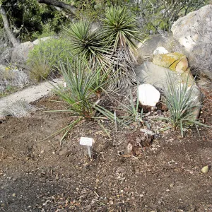 Fallen Mojave yucca (Yucca schidigera) after clean-up