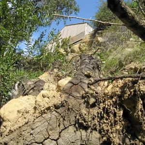 Unstable slope below Garden Growers lath house