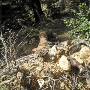 Unstable slope below Garden Growers lath house
