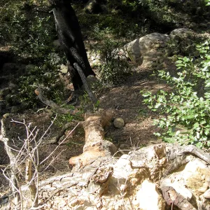 Unstable slope below Garden Growers lath house
