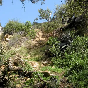 Unstable slope below Garden Growers lath house