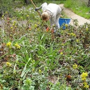 Leita Lord with Berberis in the Meadow View