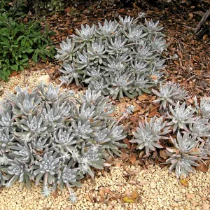 Dudleya Frank Reinelt in the Dudleya Display