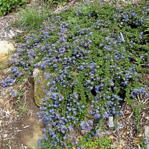 Ceanothus hearstiorum on parking lot bank