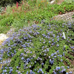Ceanothus hearstiorum on parking lot bank