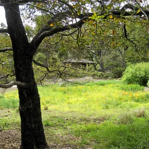 Engelman oak