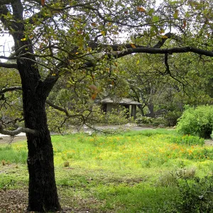 Engelman oak